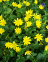 Celandine, Lesser